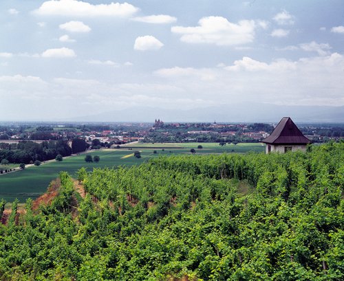 Blick vom Kaiserstuhl auf Breisach mit grünen Weinbergen im Vordergrund und der historischen Stadt mit dem markanten Stephansmünster im Hintergrund.