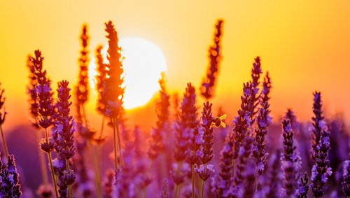 Lavendelfelder in der Provence bei Sonnenuntergang, mit violetten Blüten und der Sonne im Hintergrund.