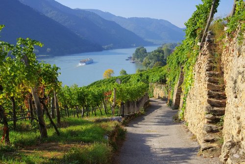 Wanderweg entlang von Weinbergen mit Blick auf die Donau und ein Flussschiff in der Wachau, Österreich