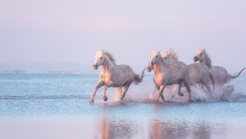 A-ROSA Flussreise in die Camargue 