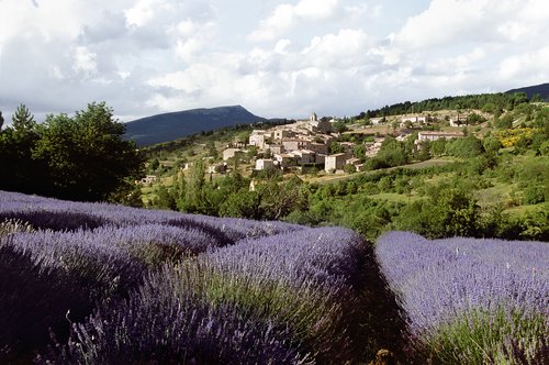 Ein weites Lavendelfeld in voller Blüte unter einem klaren blauen Himmel, mit sanften Hügeln und einem Dorf im Hintergrund.