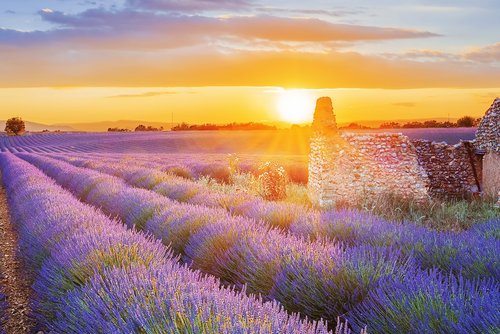 Lavendelfeld in voller Blüte bei Sonnenuntergangl, mit sanften Hügeln im Hintergrund