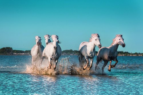 Weiße Camargue-Pferde galoppieren durch flaches, spritzendes Wasser, unter einem klaren blauen Himmel.