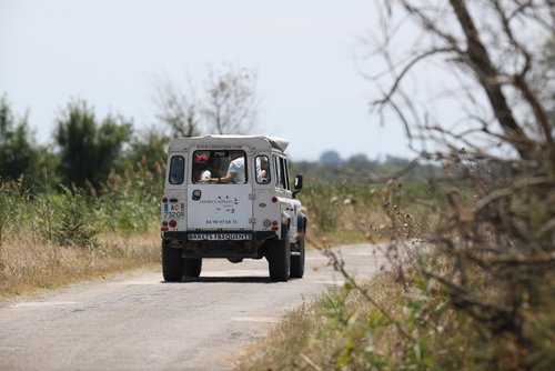 Jeep fährt auf einer schmalen Landstraße durch die Natur der Camargue, im hinteren Teils es Autos sitzen zwei Personen.