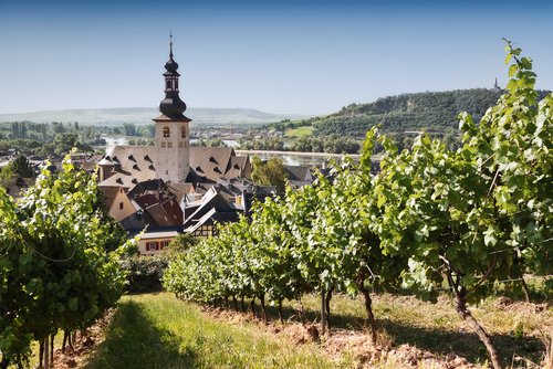 Weinberg in Rüdesheim am Rhein mit grünen Rebenreihen, mit Blick auf eine Kirche, die Stadt und Hügellandschaft im Hintergrund