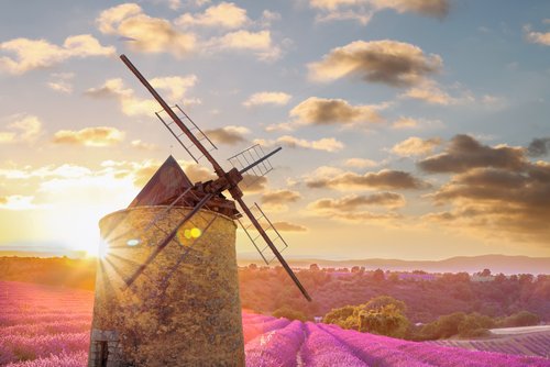 Lavendelfelder in der Provence bei Sonnenuntergang, mit einer historischen Windmühle im Vordergrund