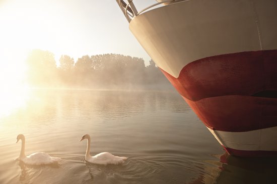 Zwei Schwäne schwimmen am frühen Morgen vor dem Bug einen A-ROSA Schiffes über den nebligen Fluss, während die Sonne am Horizont aufsteigt und das Wasser in sanftes Licht taucht.