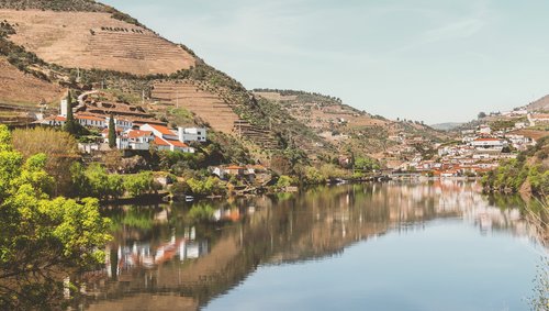 Fluss Douro mit reflektierenden Hängen und Häusern, gelbe Blumen im Vordergrund, Pinhão, Portugal.