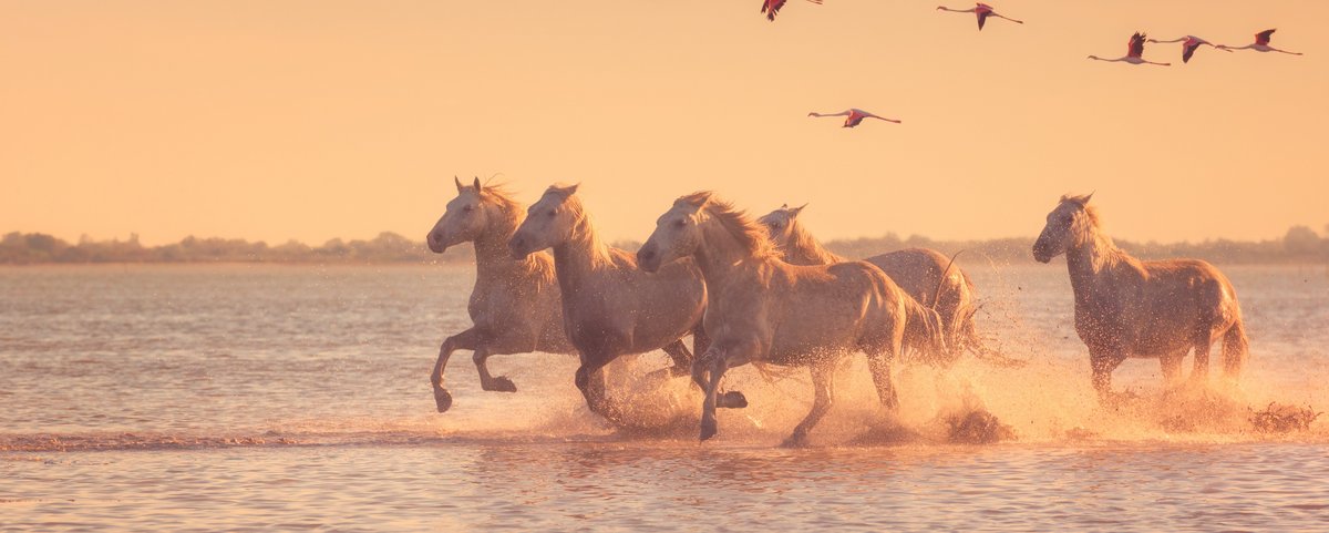 Weiße Camargue-Pferde galoppieren durch flaches Wasser bei Sonnenuntergang, darüber fliegen Flamingos