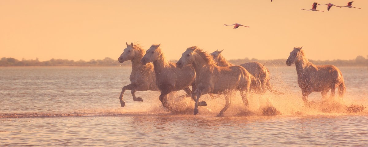 Weiße Camargue-Pferde galoppieren durch flaches Wasser bei Sonnenuntergang, darüber fliegen Flamingos