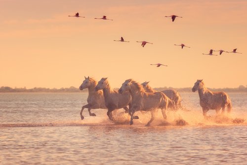 Weiße Camargue-Pferde galoppieren durch flaches Wasser bei Sonnenuntergang, darüber fliegen Flamingos