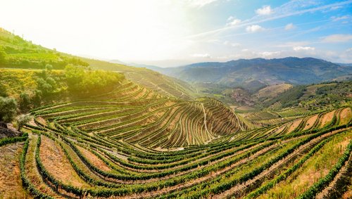 Weinterrassen am Douro-Fluss in Regua, Portugal, mit üppigen grünen Reben auf terrassierten Hängen unter blauem Himmel.