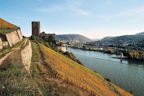 Burgruine Ehrenfels am Rhein, umgeben von herbstlichen Weinbergen und blauem Himmel, mit Blick auf den Fluss und die Stadt Rüdesheim unter klarem Himmel.