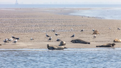 Seehunde und Möwen am Wattenmeer beim niederländischen Harlingen. Der Strand erstreckt sich im Hintergrund.
