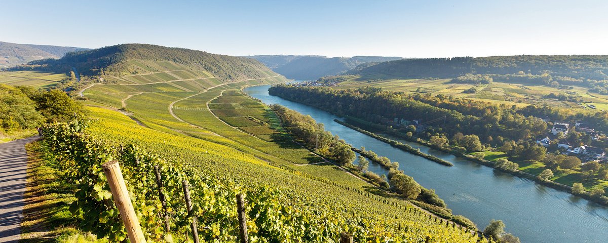 Panoramablick auf das Moseltal mit grünen Weinreben auf sanften Hügeln unter blauem Himmel. Bewachsene Hügellandschaft und einige Wohnhäuser im Hintergrund.