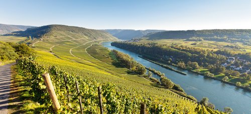 Mosel Romantik 2025 Weinberge im Moseltal