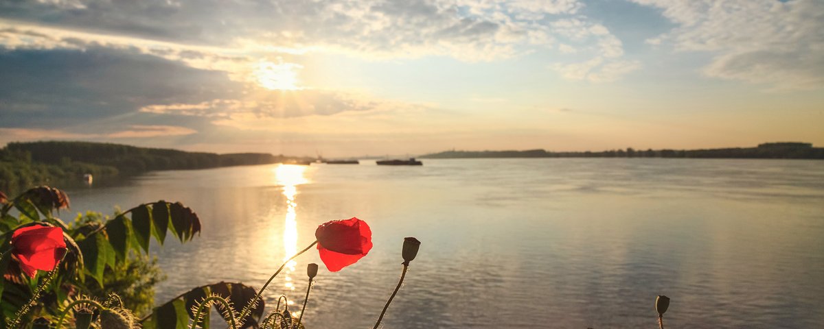 Nahaufnahme von Mohnblumen am Donauufer mit Blick auf den von Schiffen befahrenen Fluss. Die Sonne steht tief am bewölkten Himmel und spiegelt sich im Wasser.