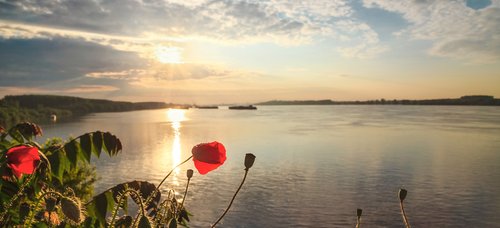 Nahaufnahme von Mohnblumen am Donauufer mit Blick auf den von Schiffen befahrenen Fluss. Die Sonne steht tief am bewölkten Himmel und spiegelt sich im Wasser.