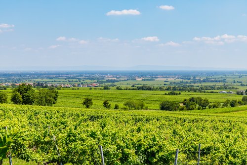 Weinhügel bei Speyer mit grünen Rebenreihen, die sich über sanfte Hügel erstrecken, unter einem klaren blauen Himmel mit Dörfern im Hintergrund.