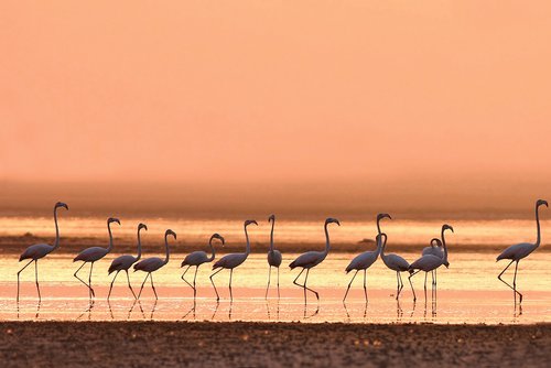 Eine Gruppe Flamingos läuft im flachen Wasser der Camargue bei Sonnenaufgang.