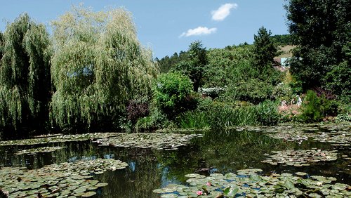 Seerosenteich mit grünen Blättern und rosa Blüten, umgeben von üppigem Grün und Weidenbäumen im Garten von Claude Monet in Giverny. 