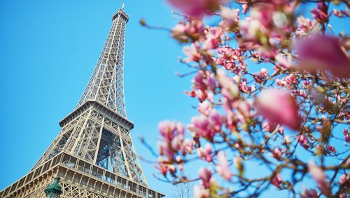 Blick auf den Eiffelturm in Paris bei blauem Himmel. Im Vordergrund sind pinke Blüten an einem Baum