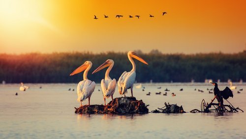 Drei Pelikane sitzen während der Abenddämmerung auf einem Stein inmitten der Donau. Im Hintergrund sind weitere vorbeifliegende Vögel.