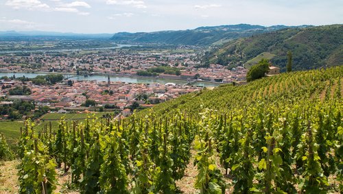 Weinberge in Tain-l'Hermitage erstrecken sich über sanfte Hügel unter einem klaren blauen Himmel, im Hintergrund eine Stadt am Flussufer